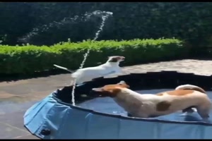 Lustige Hunde