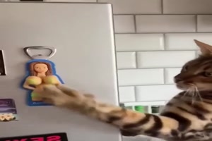 Besonderes Katzenspielzeug