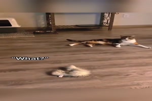 Wenn Katzen sprechen
