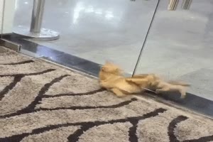 Typisch Katze