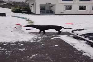 Hund klaut Karotte