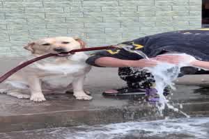 Hilfreicher Hund