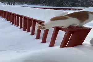 Typisch Katze