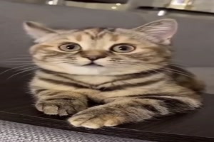 Katze singt fr dich