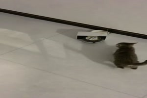 Lustiger Katzenausgang