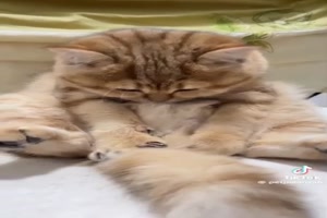 Flauschig