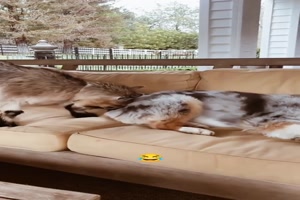 Das mag der Hund nicht