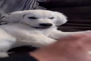 Hunde sind lustig