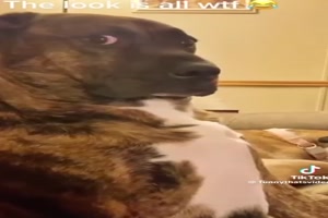 Belle deinen Hund an