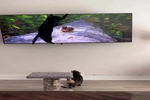 Katzen fernsehen ist gestrichen