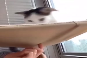 Die Katze foppen