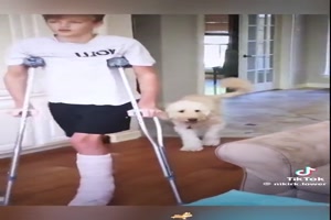 Hunde kopieren ihren Eigentmer