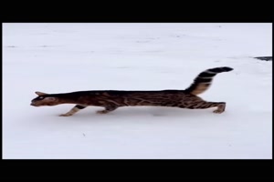 Katzen und Schnee
