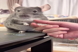 Lustiges Chinchilla