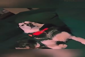 Hunde vs. schreiende Babies