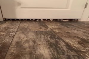 Hunde gucken unter der T�re durch