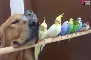 Ein Hund, 8 Vgel und ein Hamster