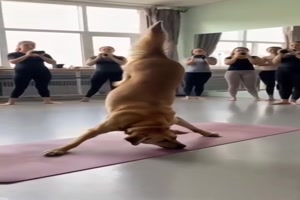 Tierische Ballerina