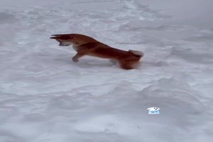 Hund hat Spa im Schnee