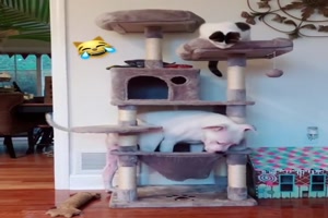 Katze beugt die Sache kritisch