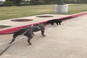 Katze vs. Hund