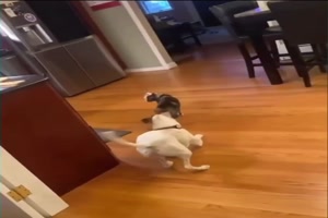 Hund stellt sich tot