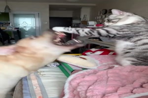 Katzen knnen fies sein