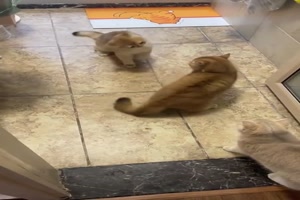 Katzen eben