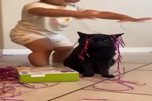 Geduldige Katze