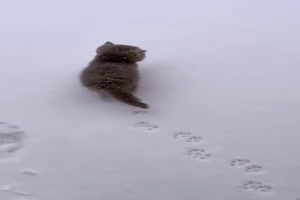 Katzen und Schnee