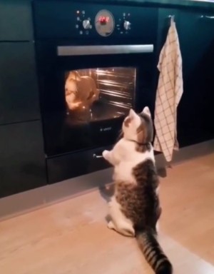 Katze beobachtet den Ofen