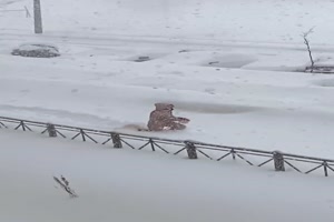 Im Tiefschnee Gassi gehen