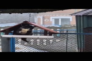 Katze im Vogelh�uschen