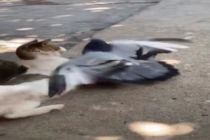 Katze rgt die Taube