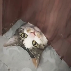 Katze und Tre