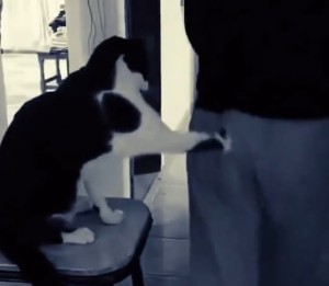 Witzige Katzen