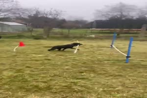 Lustiger Hund