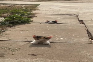 Gucklcher fr die Katzen