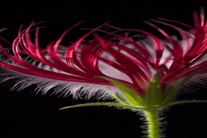 Tolle Bl�te