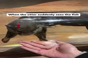Wenn der Otter den Fisch sieht