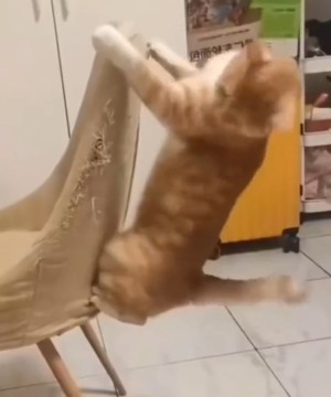 Witzige Katzen