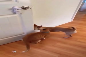 Katze und Hund arbeiten zusammen