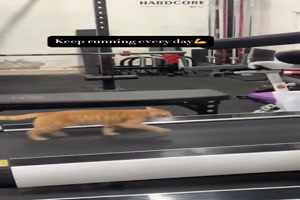 Katze mag das Laufband
