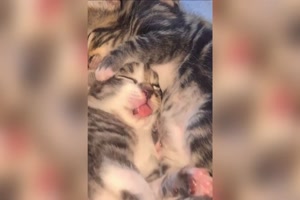 Lustige Katzen