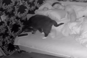Katze ist nachtaktiv