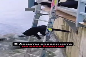 Katze gerettet