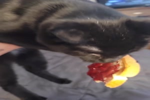 Schnelle Katze
