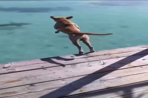 Mutiger Hund