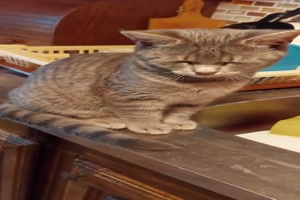 Die Zwiebeln brennen in den Augen