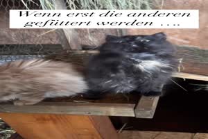 Wenn erst die anderen gef�ttert werden